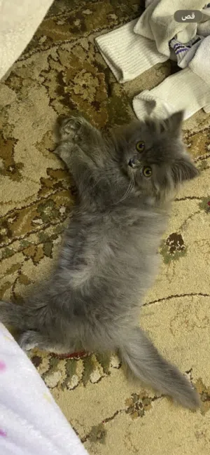 قط سكواتش بريش