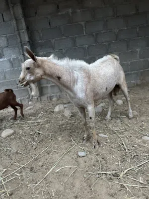 تيس صلالي بدون اي تهجين تيس حار ع الحلال