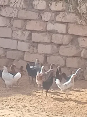 دجاج عربي مخلط ربي يبارك