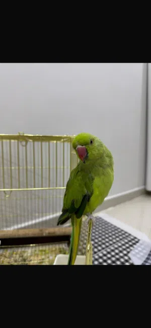 للبيع متوه