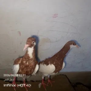 4فراخ للبيع