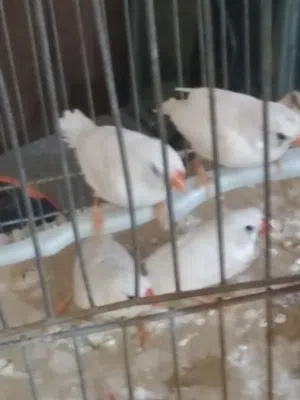 جخخعفففقاظؤيثفخبببقخخل