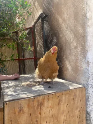 متاح دجاجه كلاي مريندا عمره 9 شهور
