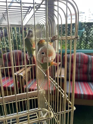 Parrots4