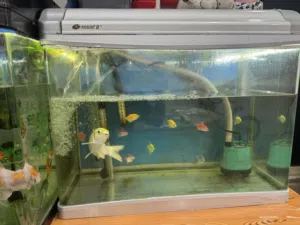 Aquarium for sale