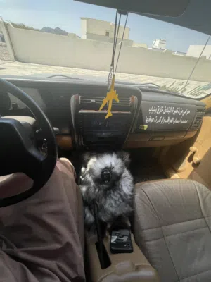 للبيع شروكي جير عادي اصل قمه فالنضافه تبارك الله