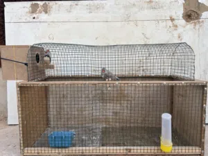 قفص وكوبية  الزيبرا على دحي بسعر 70