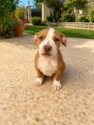 Pitbull red nose