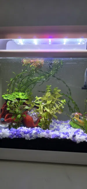 RS Electrical RS-380R Aquarium (21L) with Real Plants & Decorations – Excellent Condition
