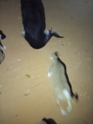 كلب للتبني