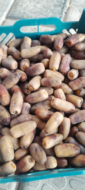 تمر نغال محقب(جريجرو) جديد جوده