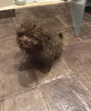 Bichon havanais a adopter, 2 mois et demi