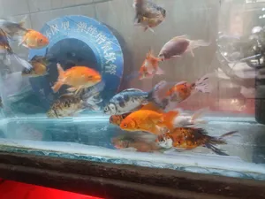 Fish0