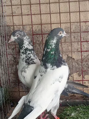 البيع حمام تيدي128 بالجمله حبه5ريال