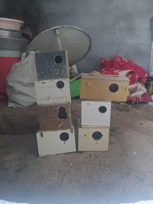 متاح بيوت تكاثر مال طيور