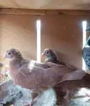 50 جوز غرفه كامله مع زغاليل مع بيض يوجد مع سطول