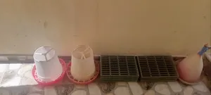 Accessories . Birds & Poultry0
