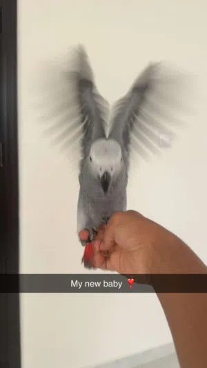 كاسكو ضائع