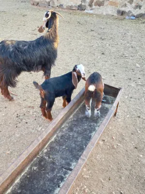 مطلوب عنز حلابه شغل منوحه تكون قطعه عاليه بحجم فحل لو ما بيها ولو سن