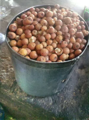 نبق جيد نضيف