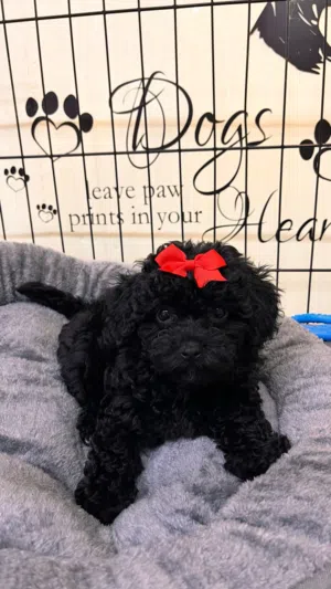انثى توي بودل  toy poodle