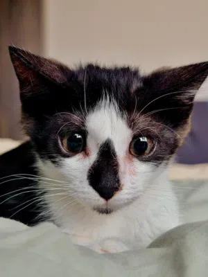 Stray Kitten for adoption