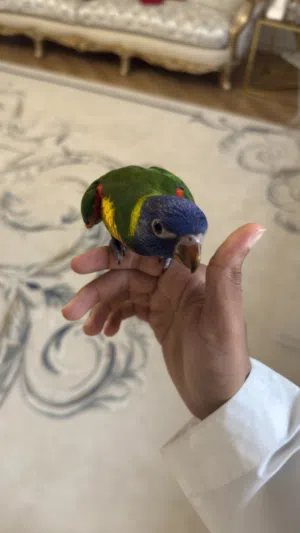 لوري عمره شهرين و نص توه منفطم