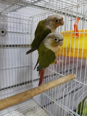 pineapple conure pair