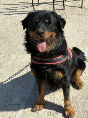 موجود ذكر  رت ويلر مدرب طاعه وشراسه السعر حرق