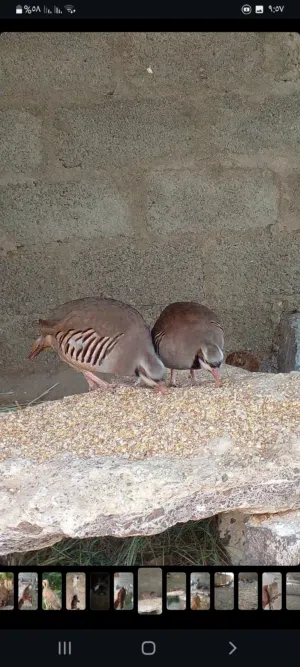 حجل بكستاني