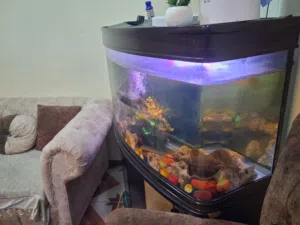 حوض سمك للبيع