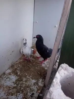 جواز حمام للبيع