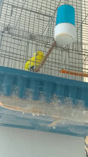 Birds1