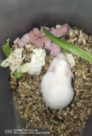 هامستر جميلة وأليفة سهلة التكاثر