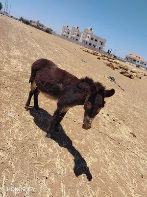 ‏حمير‏0