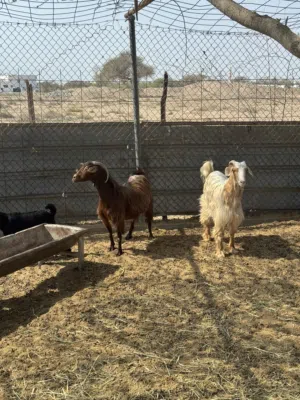 للبيع ذبايح للعيد