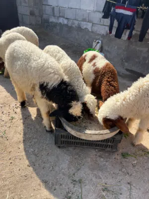 اغنام للبيع