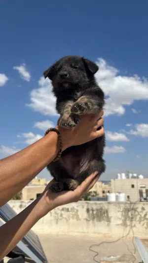 ذكر جيرمن شيبرد