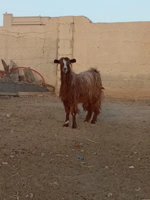 شاه من حلال بني سعيد أموره طيبه فول سمنه