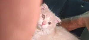 قطه ذكر سكوتش فولد