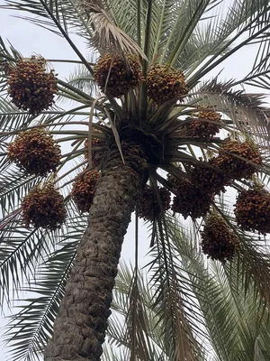 ‏طعام حيوانات ‏.‏ مواشي‏4