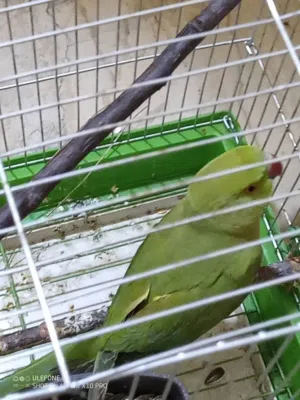 ا انثى دره مع قفص ثلاث معالف لعمر سنتين مش اليفه