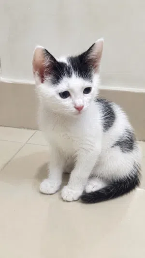 Kittens for adoption