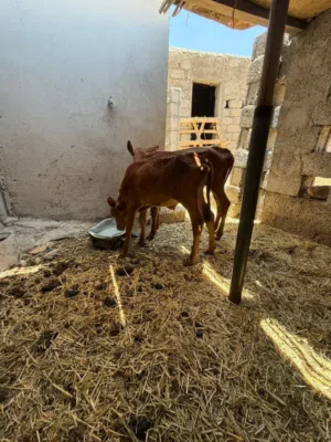 عيله وعجل.