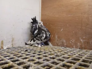 انته روسي فولي سروال مقصوص
