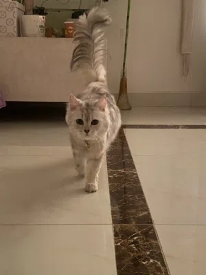 قطة شيرازي أنثى مميزة للبيع (مع كامل ملحقاتها)