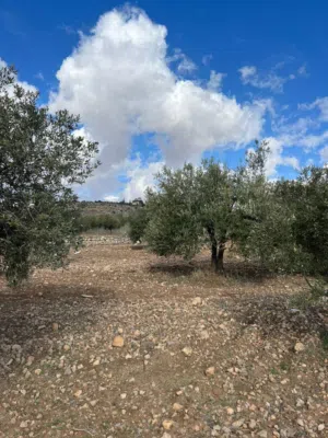 Farm Land for Sale in Jerash Al-Mastaba