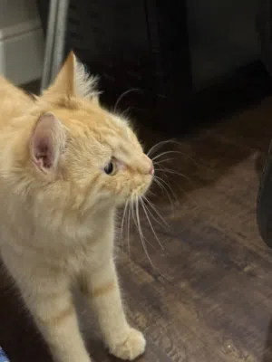 قط للتبني انثى