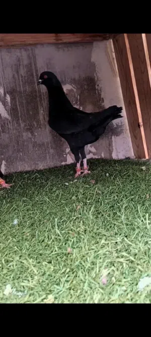 متاح فحلين تفاصيل بالوصف