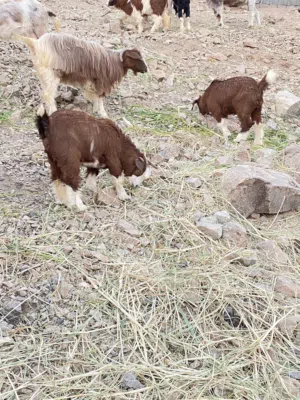 شاه عشار للبيع هي وبناتها ( عمرهن اربعة شهور)